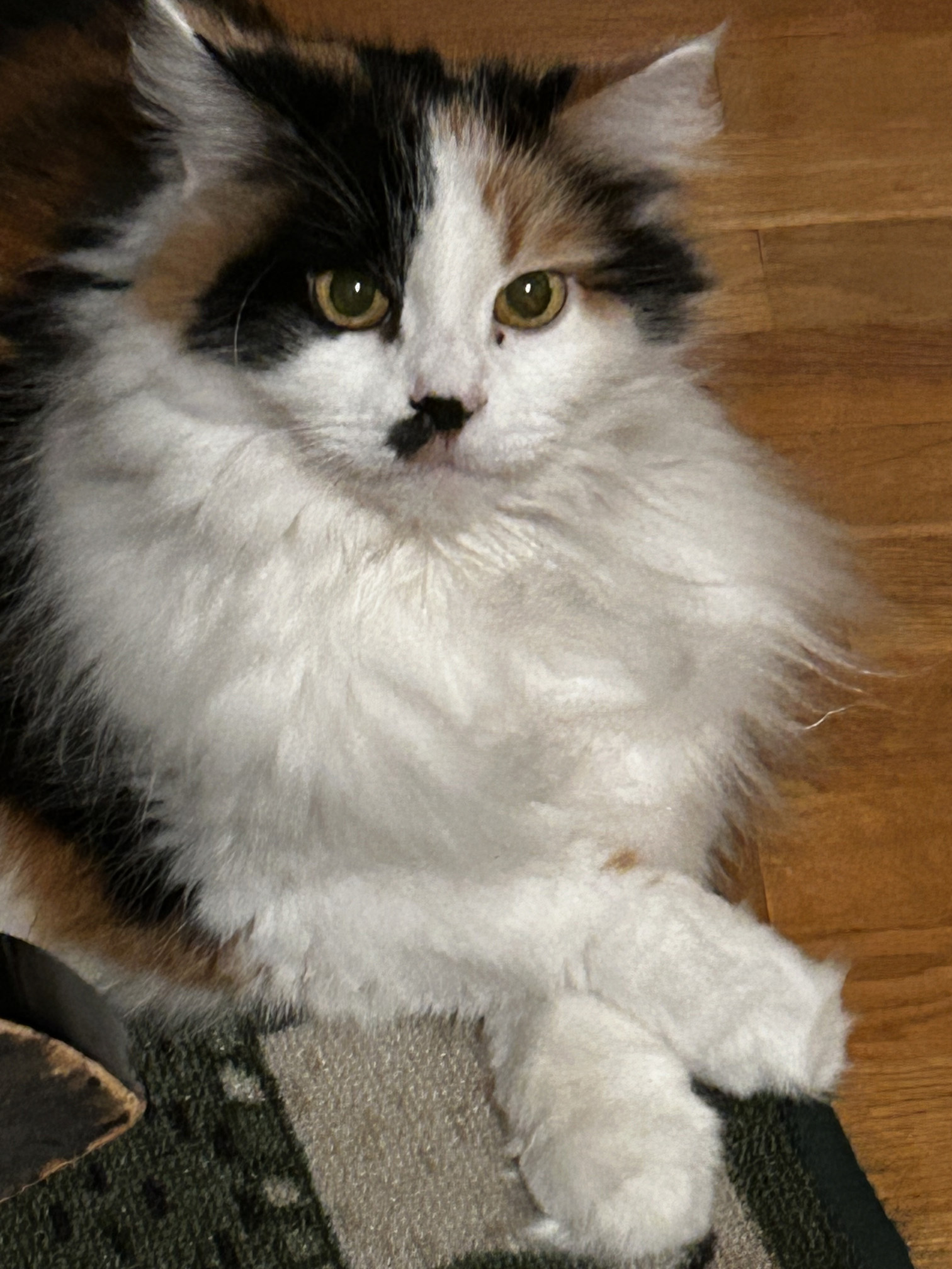 Sibirisk katt Isonoe